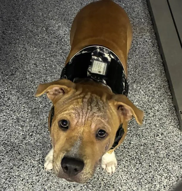 A young medium-sized male Mixed Breed dog named Ted for adoption in Palmetto, FL