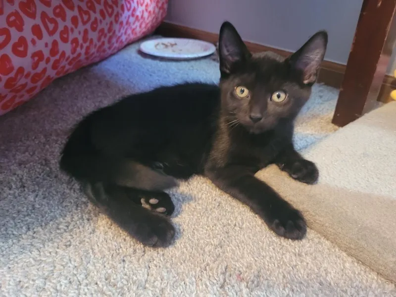 Felix
