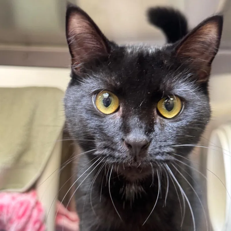 An adult medium-sized female Black Domestic Short Hair cat named Pashmina for adoption in York, PA