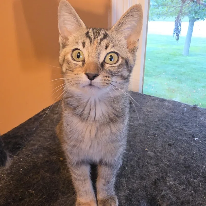 A baby small-sized female Domestic Short Hair cat named Jasmine for adoption in Portage, MI