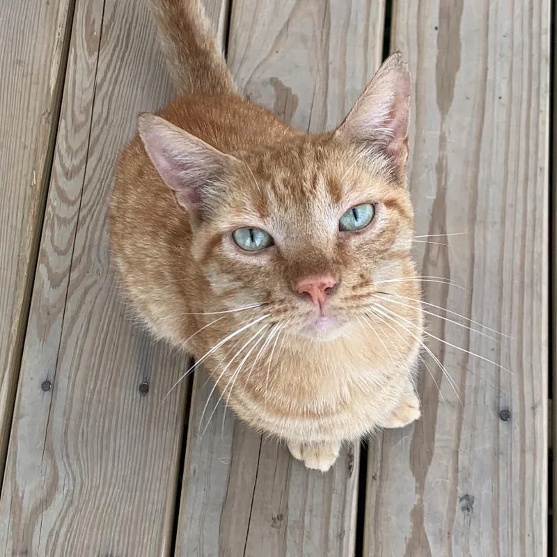 Garfield