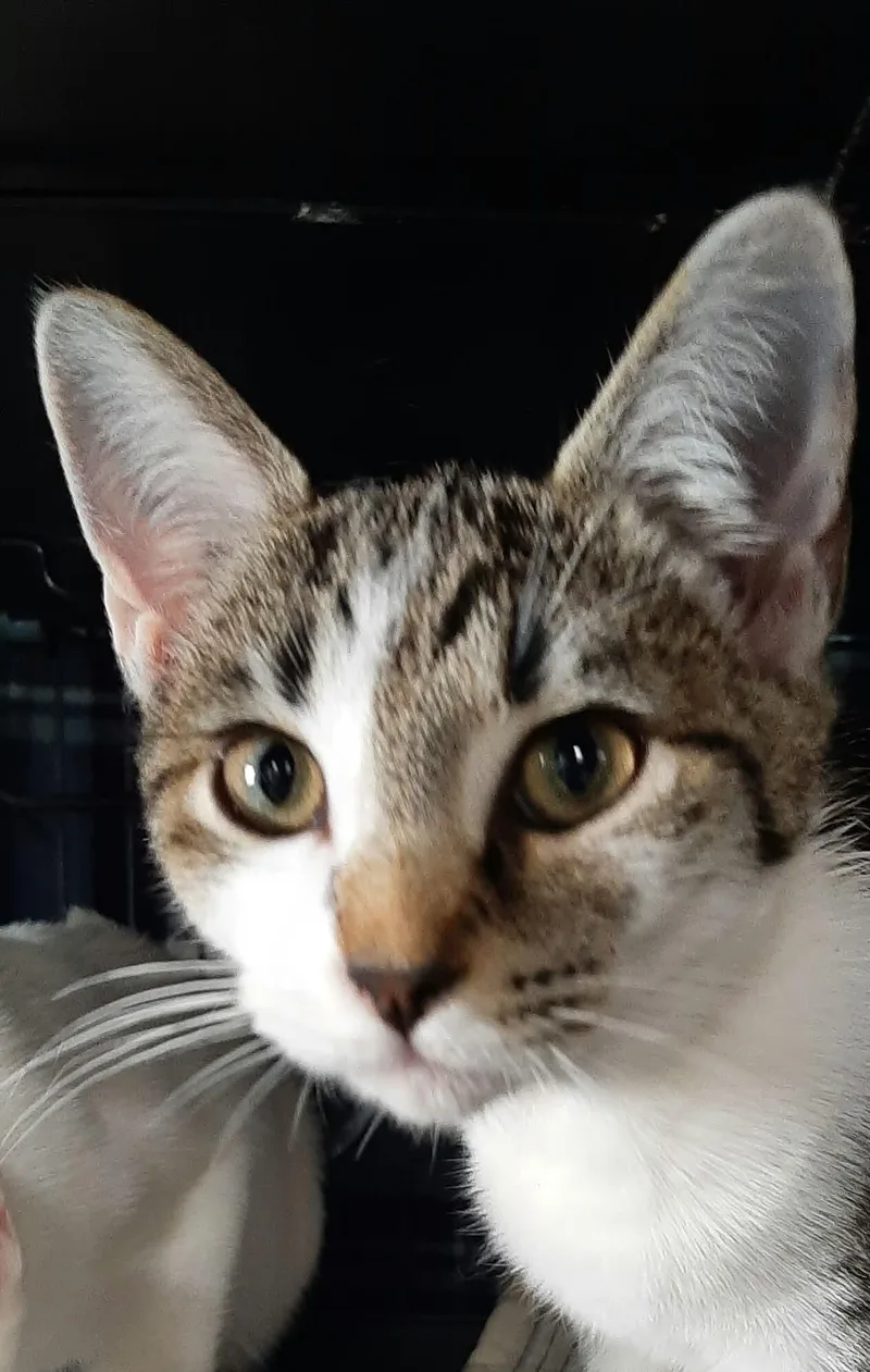 A young medium-sized male Domestic Short Hair cat named Fritter for adoption in Georgetown, OH