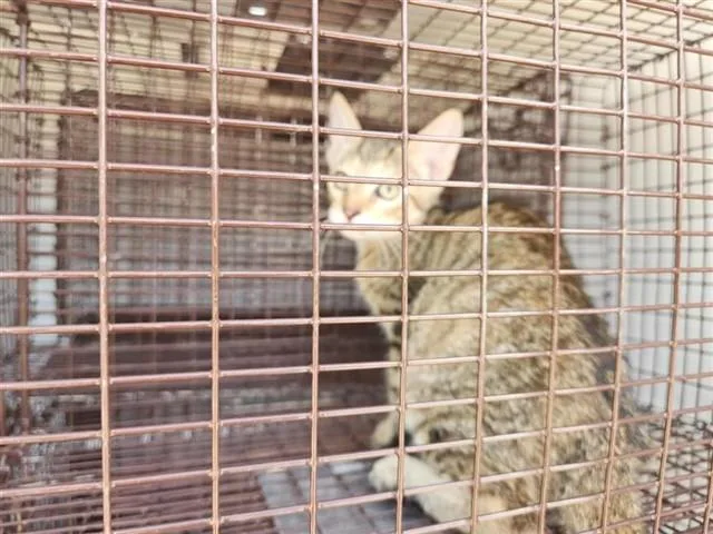 A baby small-sized female Domestic Short Hair cat named A for adoption in Houston, TX