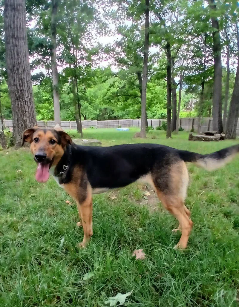 A young large-sized female Bicolor German Shepherd Dog dog named Rhea for adoption in Saugerties, NY