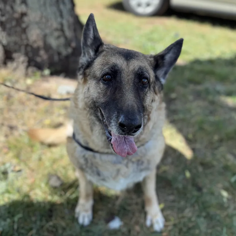 Iridessa thumbnail 3