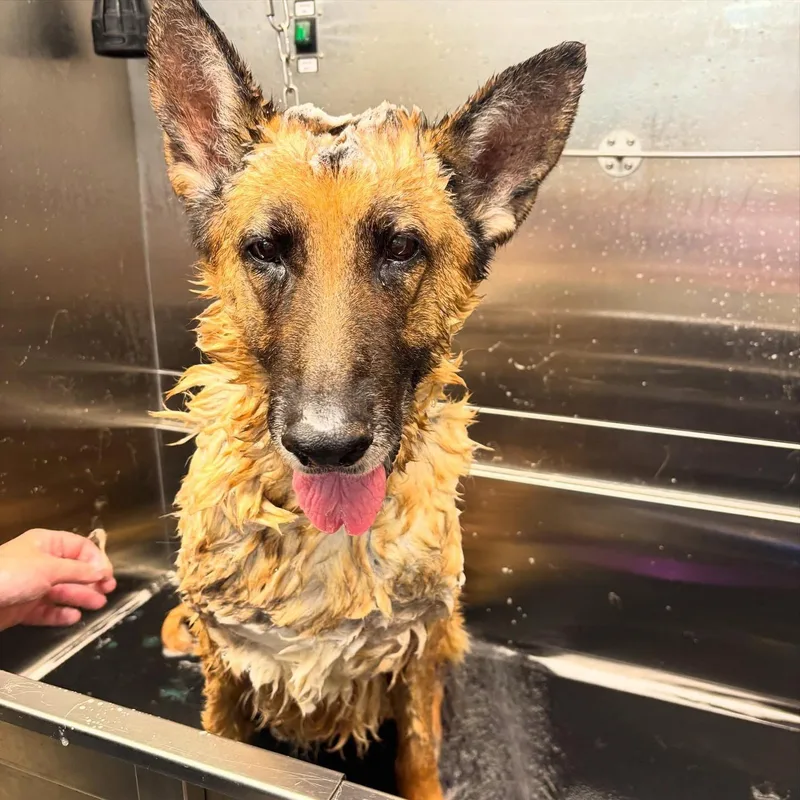 Iridessa thumbnail 6