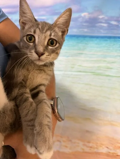 A young small-sized female Domestic Short Hair cat named Kira for adoption in Miami, FL