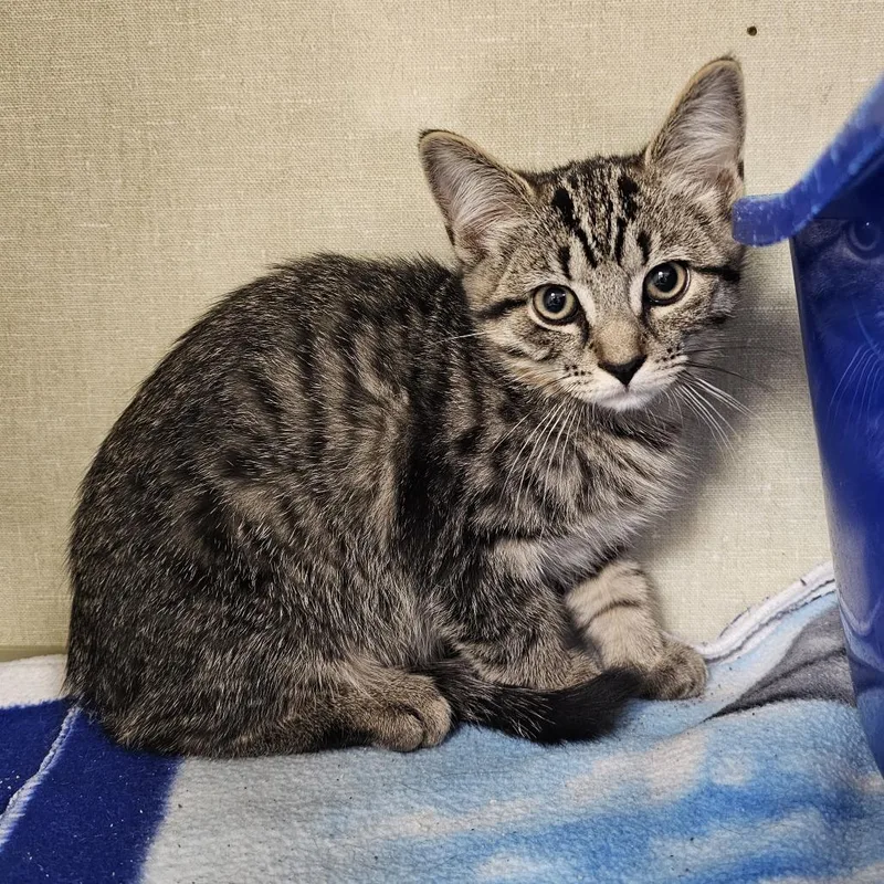 A young small-sized male Brown / Chocolate Domestic Short Hair cat named Purrcee for adoption in Monroe, MI