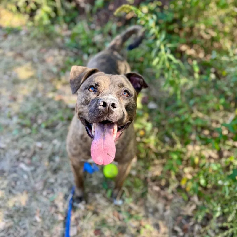 An adult large-sized female Brindle American Bulldog dog named Millie Fc Ryan R for adoption in Union, MO