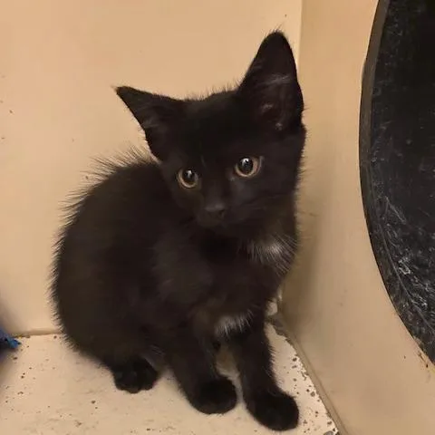 A baby small-sized male Black Domestic Short Hair cat named Petrie for adoption in Dayton, OH