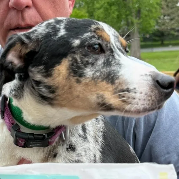 A young small-sized female Gray / Blue / Silver Catahoula Leopard Dog dog named Cream Cheese for adoption in Rockville, MD