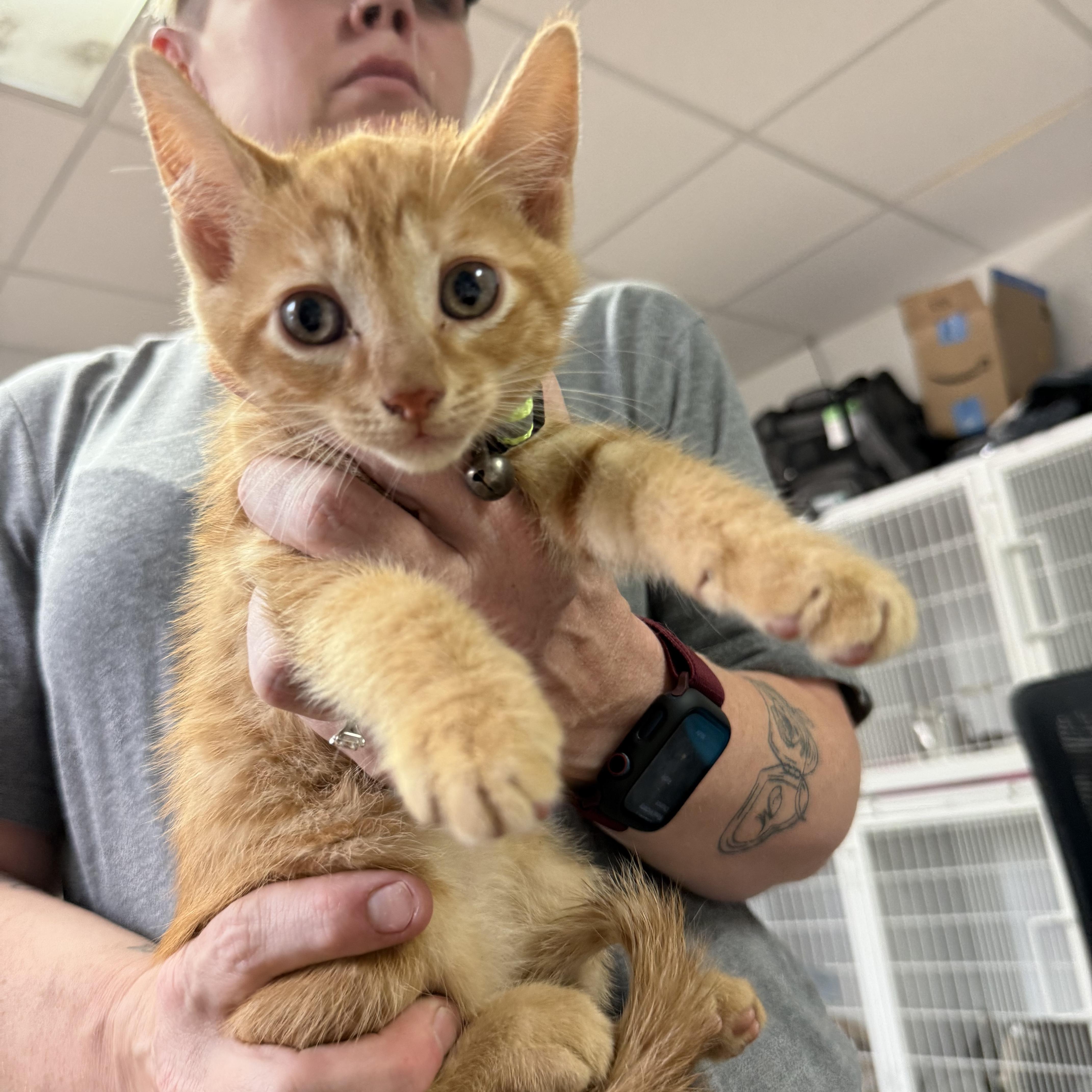 A baby medium-sized male Tabby cat named All Star Special for adoption in Columbia, SC