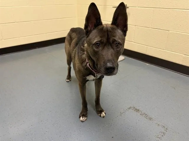 An adult medium-sized male Siberian Husky dog named Donkey Kong for adoption in Denver, CO