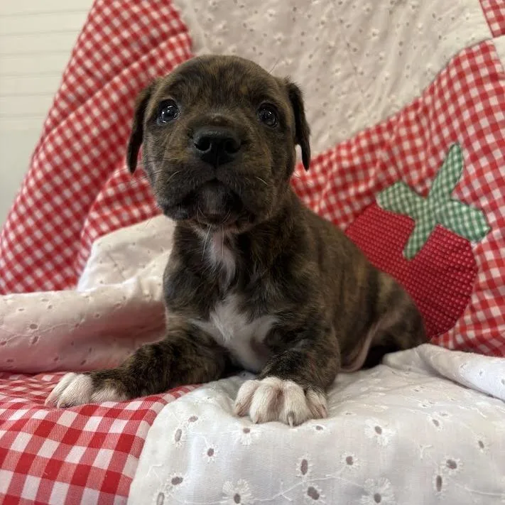 A baby small-sized female Brindle Boxer dog named Seal for adoption in North Charleston, SC