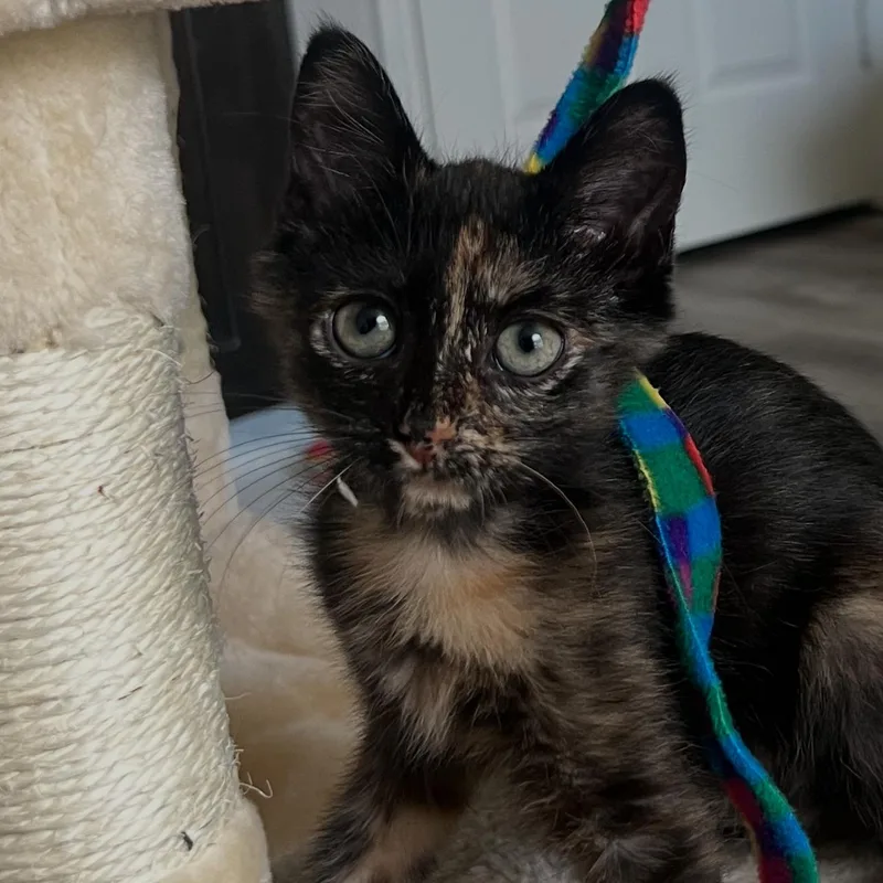 A baby medium-sized female Tortoiseshell Domestic Short Hair cat named Tulip for adoption in Fort Worth, TX