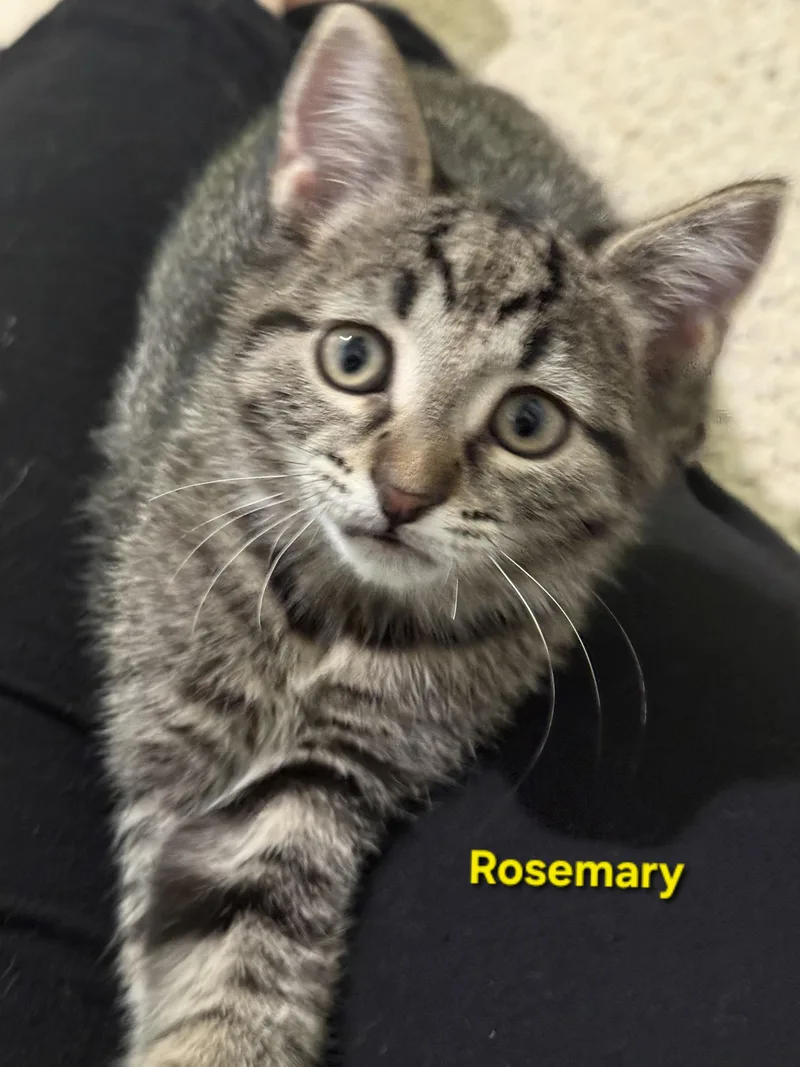 A baby small-sized female Brown / Chocolate Tabby cat named Rosemary for adoption in Brighton, MI