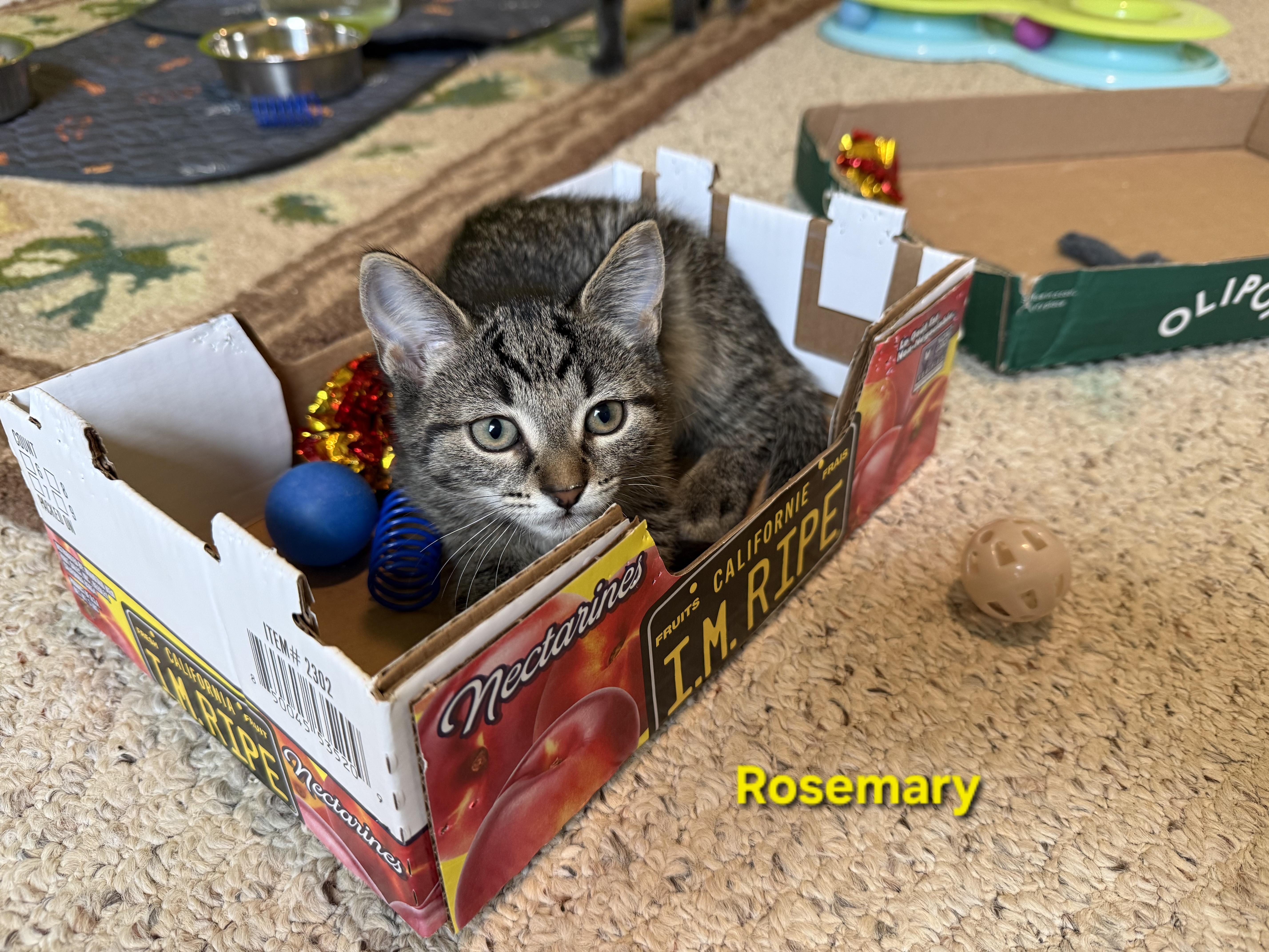 Rosemary thumbnail 3