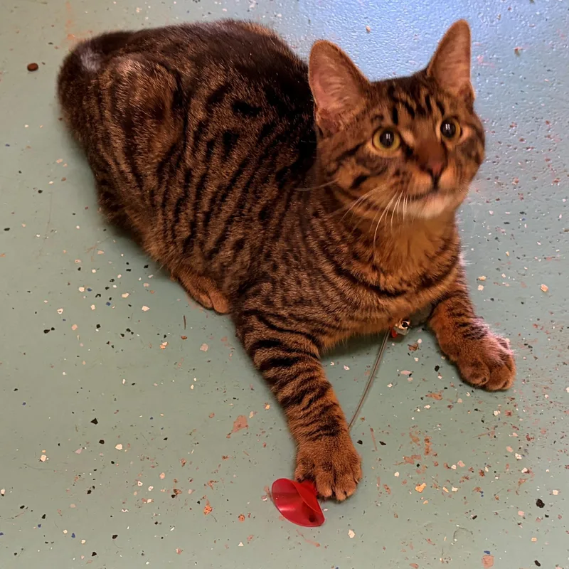 A baby medium-sized male Tabby (Buff / Tan / Fawn) Domestic Short Hair cat named Santiago for adoption in Quilcene, WA