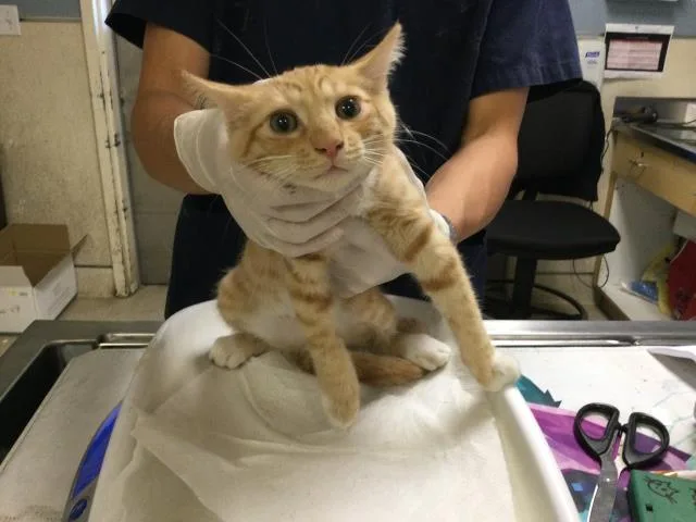 A baby small-sized male Domestic Short Hair cat named Carlos for adoption in Riverside, CA