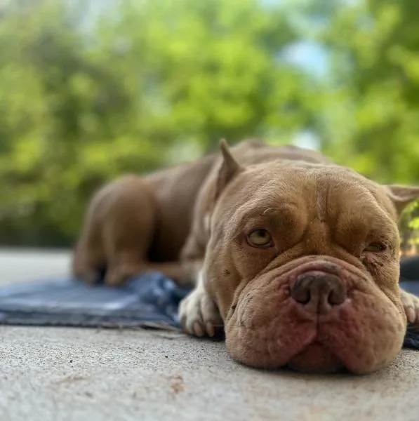 An adult medium-sized male American Bulldog dog named Bluff for adoption in Athens, AL