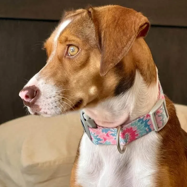 A young small-sized female Red / Chestnut / Orange Beagle dog named Autumn for adoption in Austin, TX