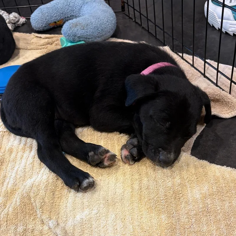 A baby medium-sized female Black Pit Bull Terrier dog named Pinky for adoption in Columbia, MO