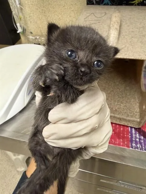 A baby small-sized female Domestic Short Hair cat named Ebony for adoption in Riverside, CA