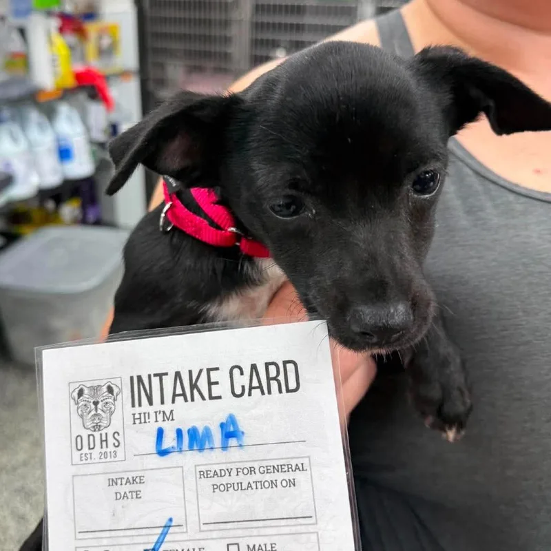 A baby small-sized female Black Mixed Breed dog named Lima for adoption in Fredericksburg, VA