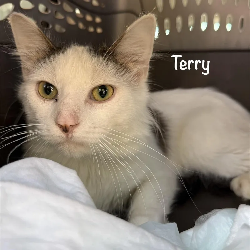 A young small-sized male White Domestic Long Hair cat named Terry for adoption in Lancaster, OH