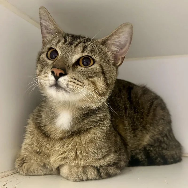 A young medium-sized male Gray / Blue / Silver Domestic Short Hair cat named Joseph for adoption in St Joseph, MO