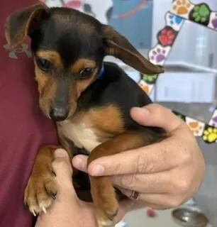 A baby small-sized male Black Chihuahua dog named Schnitzel for adoption in Maryville, TN