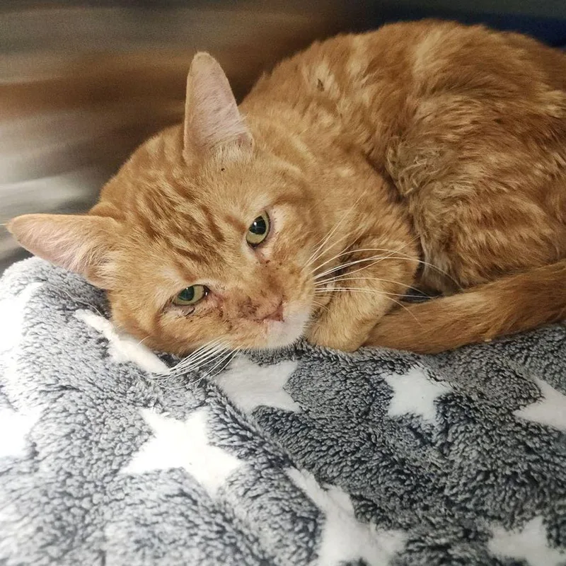 An adult medium-sized male Orange / Red Domestic Short Hair cat named Peanut for adoption in Kingman, AZ