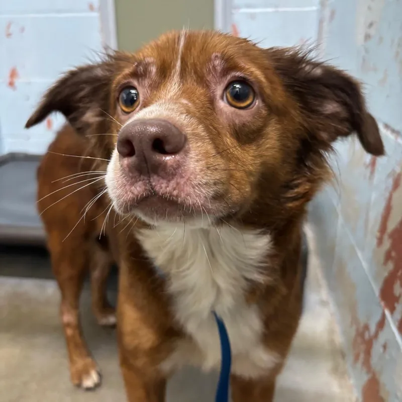 An adult small-sized female Brown / Chocolate Mixed Breed dog named Ashland for adoption in St Joseph, MO