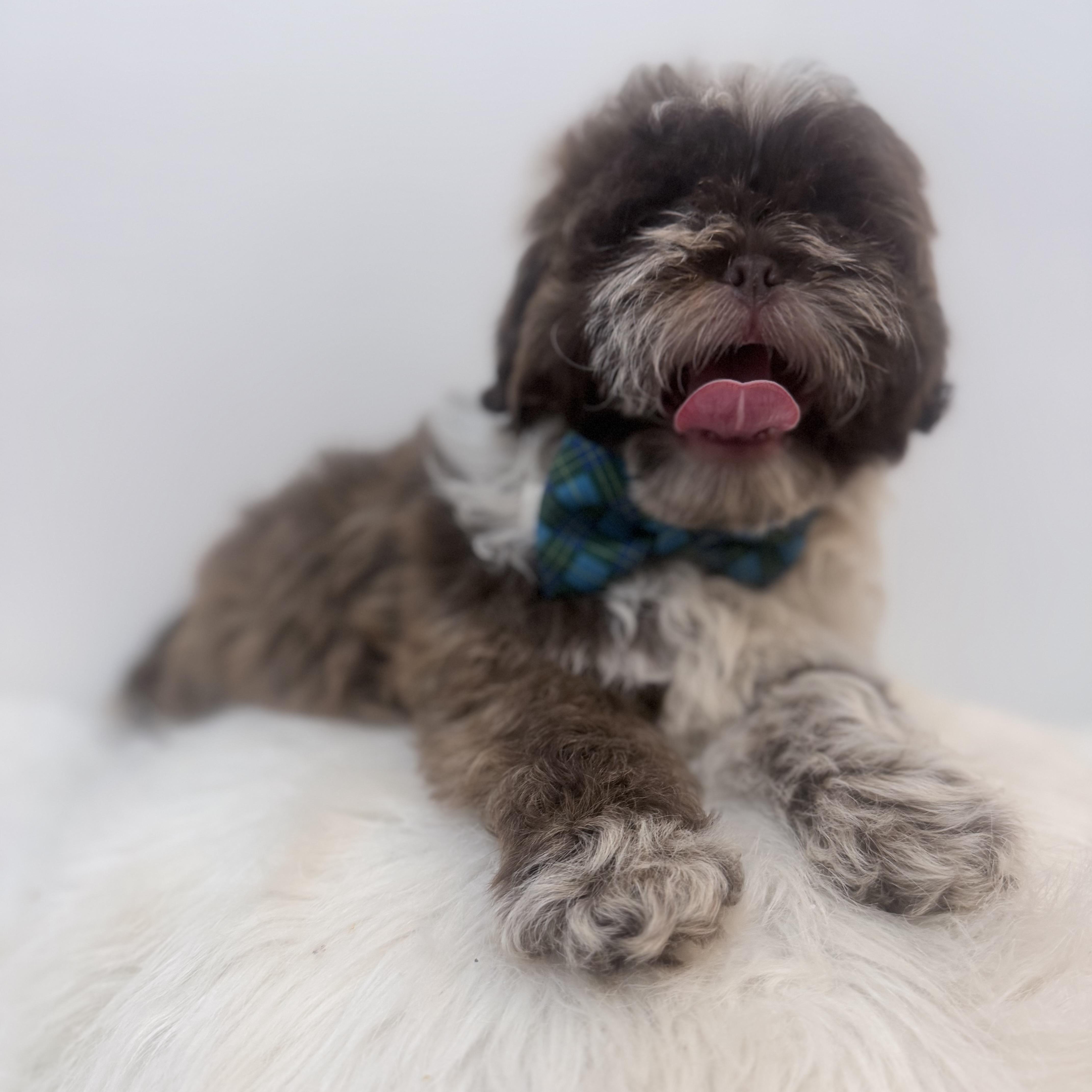 A baby small-sized male Shih poo dog named Rocky road for adoption in Wrightstown, NJ