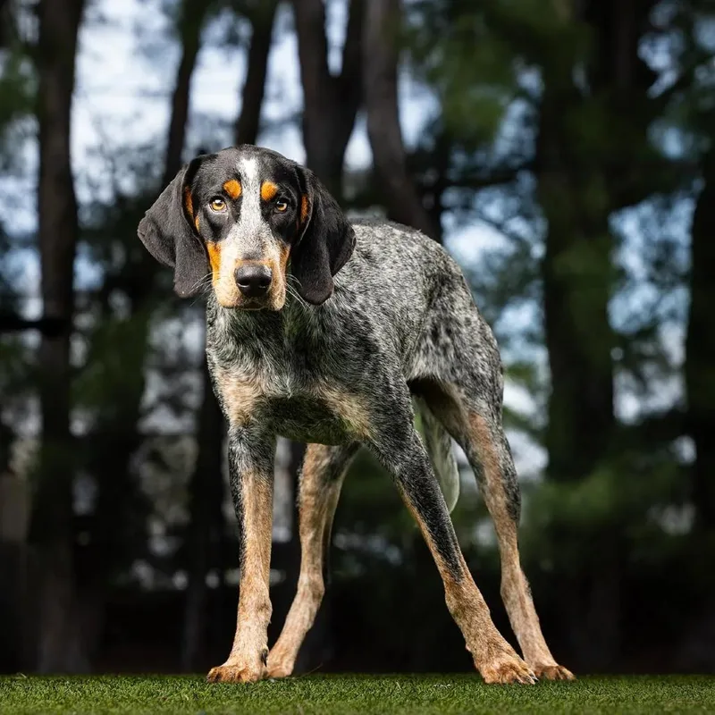 An adult medium-sized female Gray / Blue / Silver Bluetick Coonhound dog named Rain for adoption in Jupiter, FL