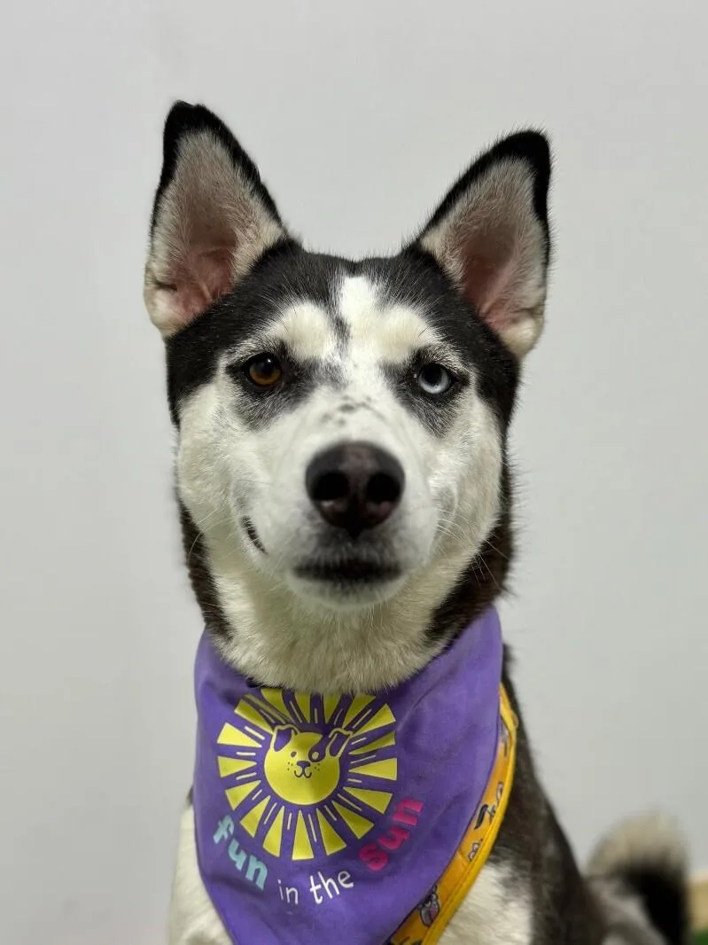 A young medium-sized female Gray / Blue / Silver Siberian Husky dog named Kelly for adoption in Carlsbad, CA