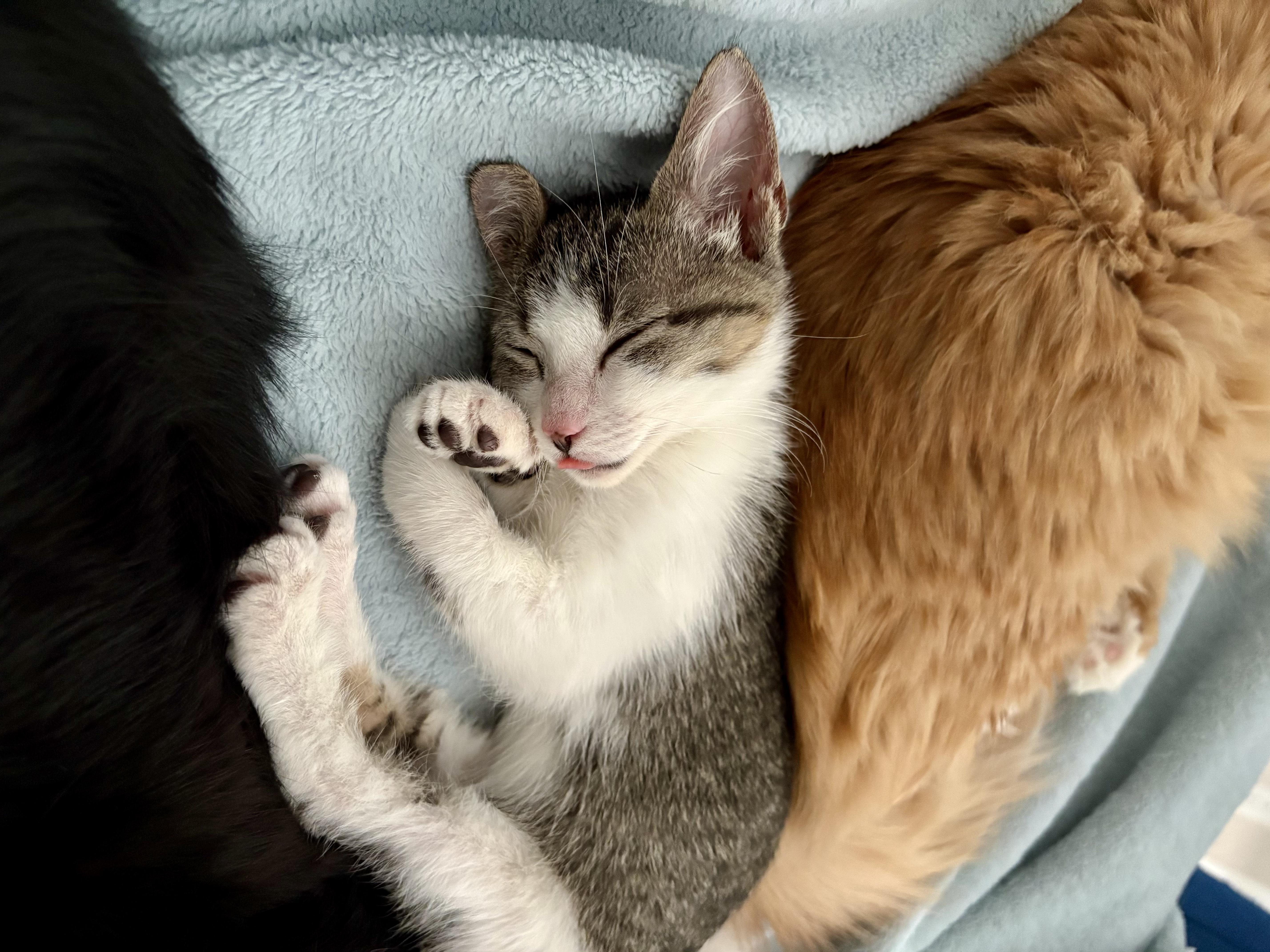 Cheyenne thumbnail 2