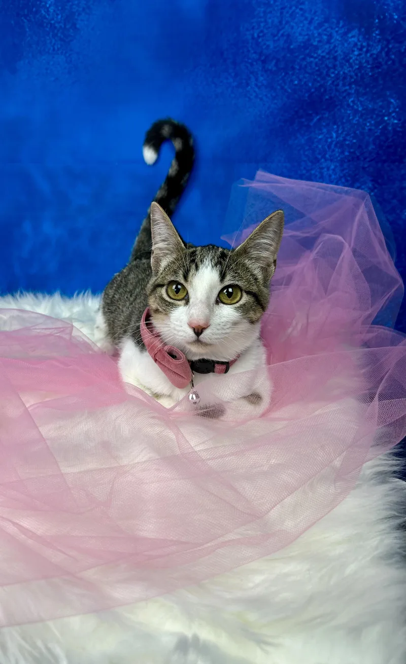 Cheyenne thumbnail 3