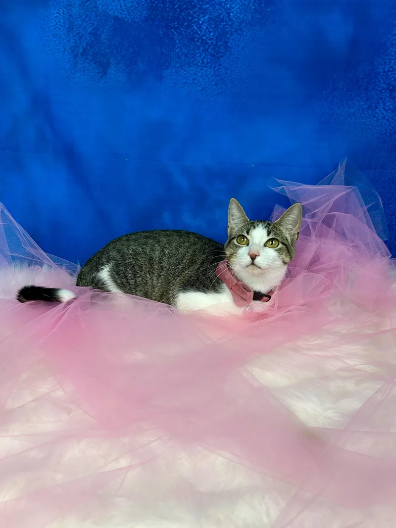 Cheyenne thumbnail 4