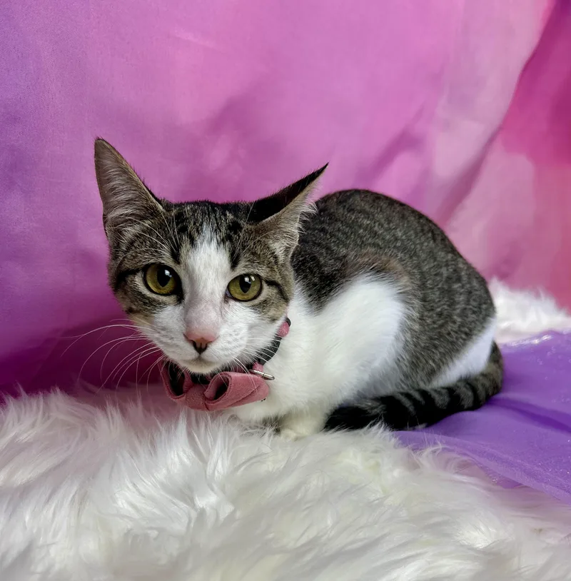 Cheyenne thumbnail 5