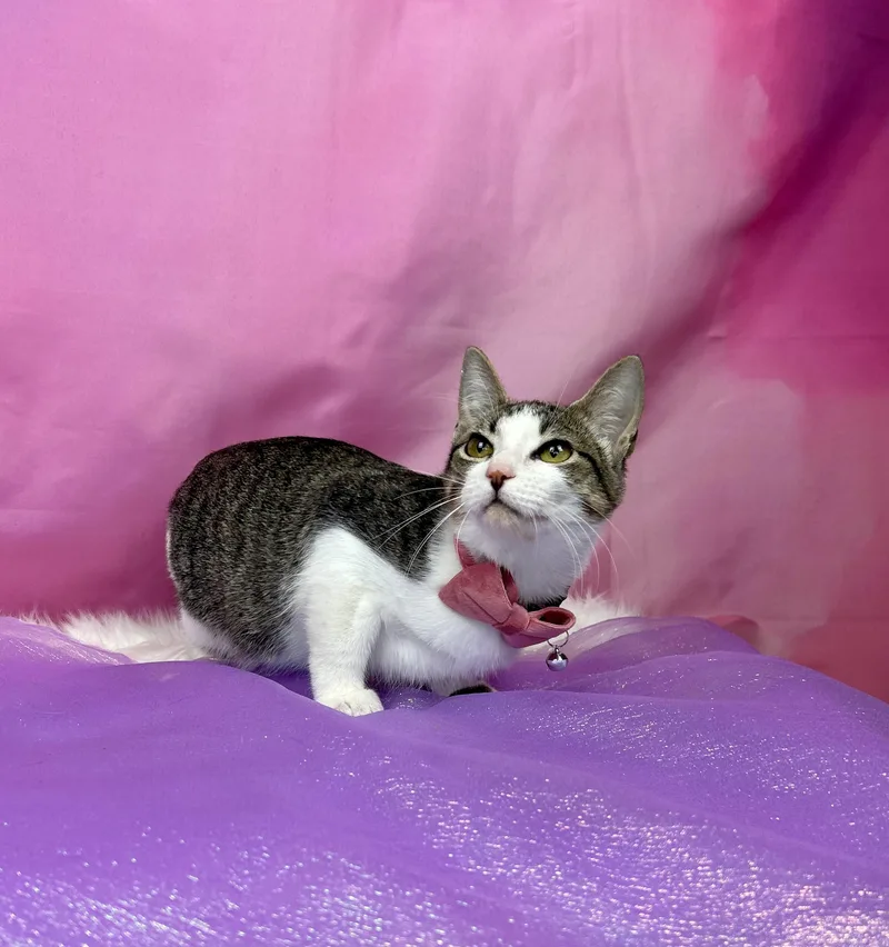 Cheyenne thumbnail 6