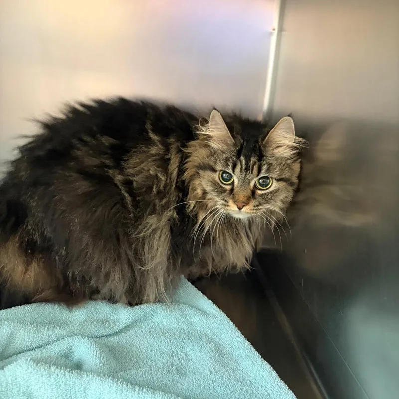 An adult large-sized female Brown / Chocolate Domestic Long Hair cat named Phoenix for adoption in Council Bluffs, IA