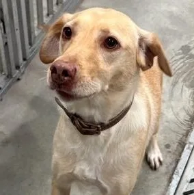 A young medium-sized female Golden Yellow Labrador Retriever dog named Dixie for adoption in LEMONT, IL