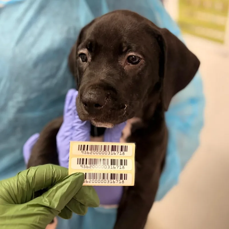 A baby small-sized male Mixed Breed dog named Poe for adoption in Charleston, WV