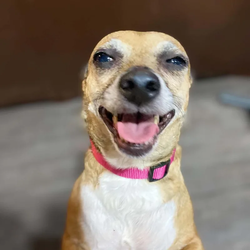 An adult small-sized female Yellow / Tan / Blond / Fawn Chihuahua dog named Alita & Fatty Patty for adoption in Bessemer, AL