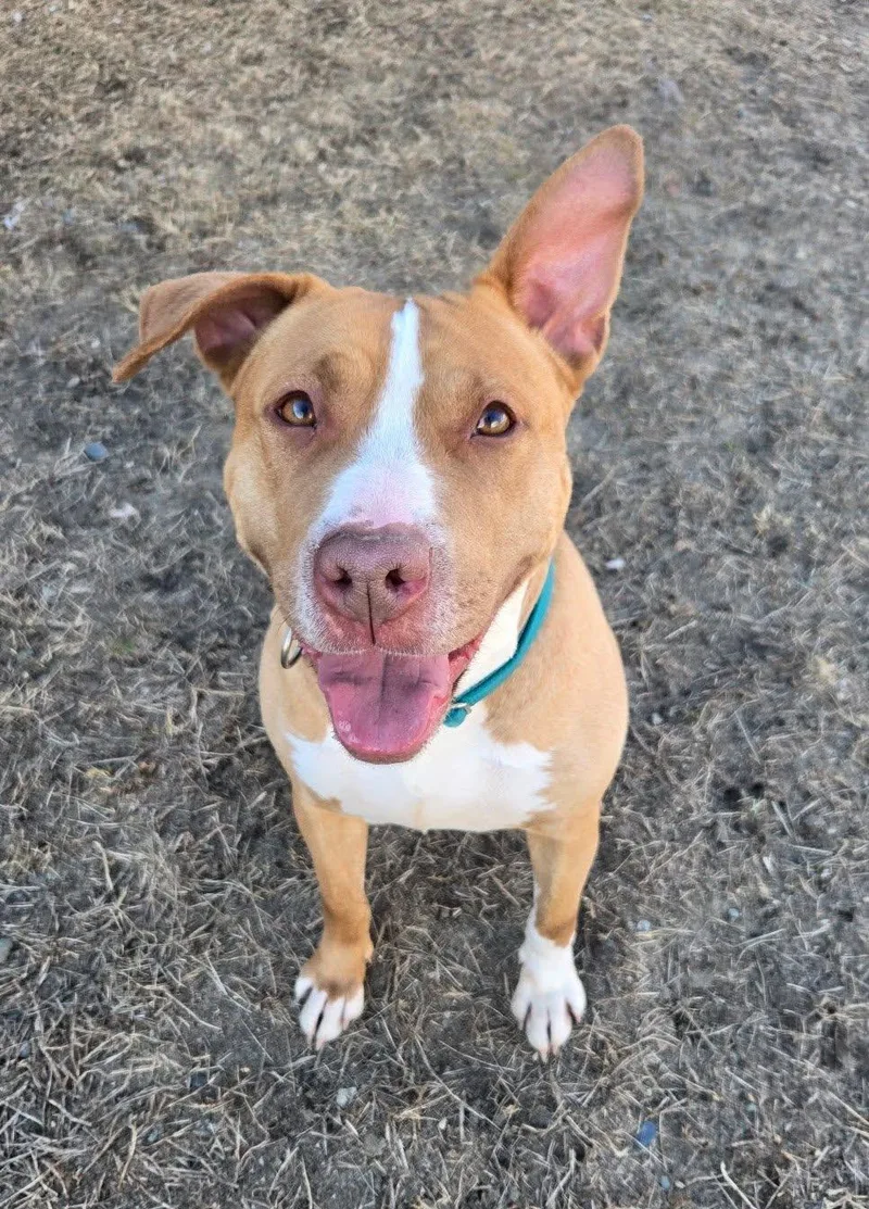 A young medium-sized female Yellow / Tan / Blond / Fawn Labrador Retriever dog named Scarlett for adoption in Cranston, RI