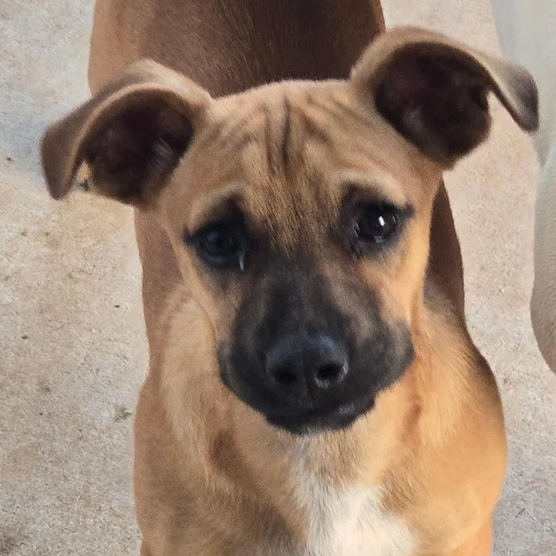 Dodger