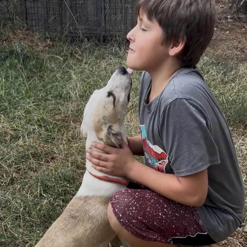 A young medium-sized female Border Collie dog named Freeway for adoption in Queen City, TX