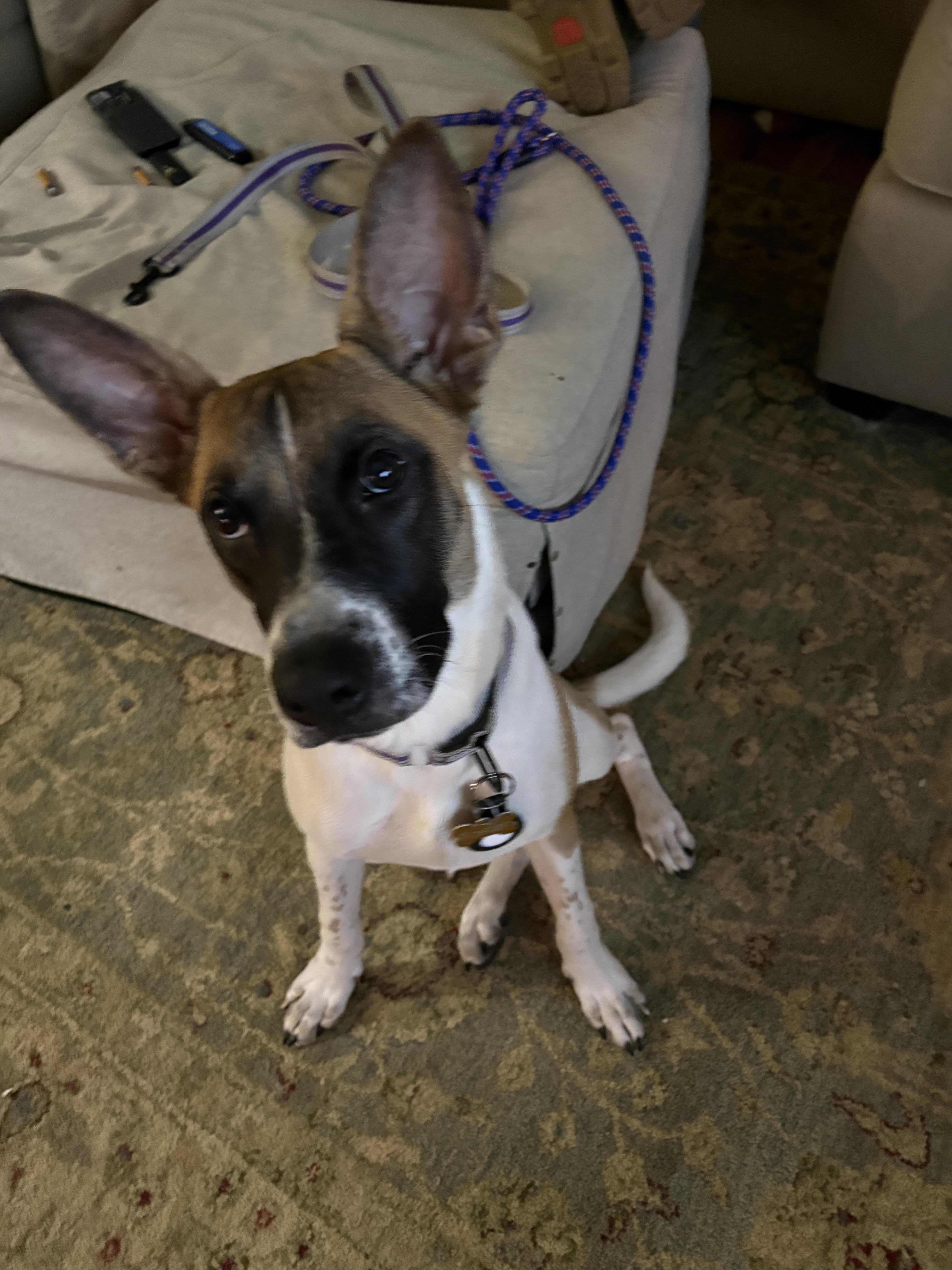 A baby medium-sized female Shepherd dog named Bodark for adoption in Coldwater, MI