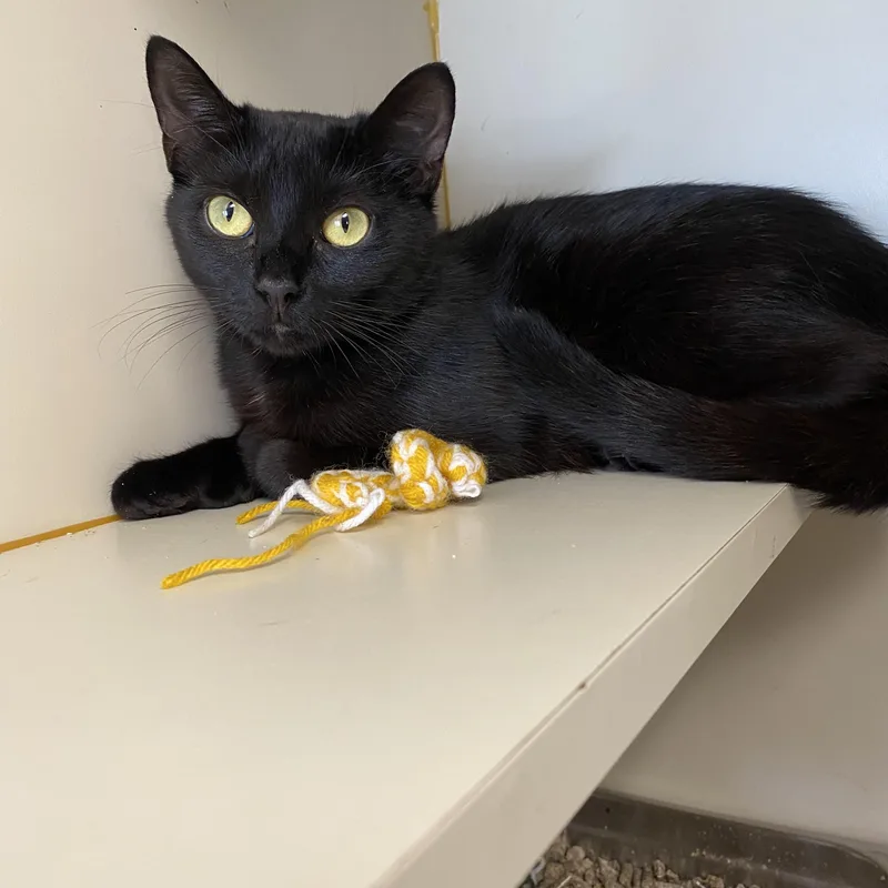 A young medium-sized female Black Domestic Short Hair cat named Little Baby Broccoli for adoption in Somerset, NJ